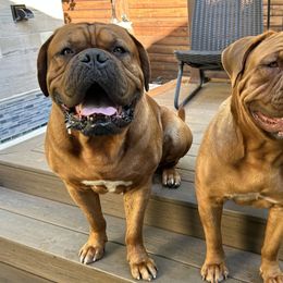 Dogue de Bordeaux puppies from Santacera Dogue de Bordeaux