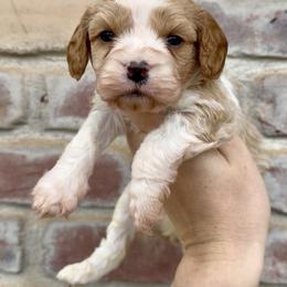 Louie (Blue Collar) - Blenheim male Cavapoo puppy in Redding, California from Lipscomb Doodles