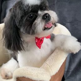 Remy - Shih Tzu
