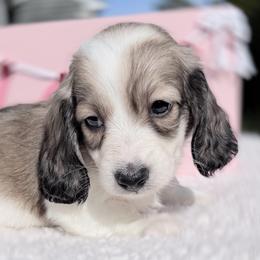 Louie - Piebald male Dachshund puppy in Richmond, Virginia from Irresistible Dachshunds & Cavaliers