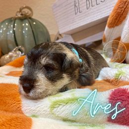 Miniature Schnauzer Puppies from Dixieland Miniature Schnauzers