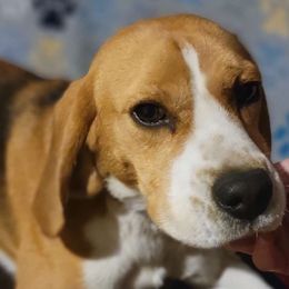 Harken - Black tan and white Beagle puppy in Webb City, Missouri from Karway Beagles