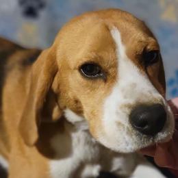 Harken - Black tan and white Beagle puppy in Webb City, Missouri from Karway Beagles