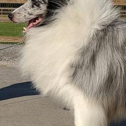 Shetland Sheepdogs and Whippets from Jessica's Pups