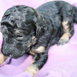 "Mahogany at 3 weeks old" Poodle Puppies from Amazing Grace Standard Poodles