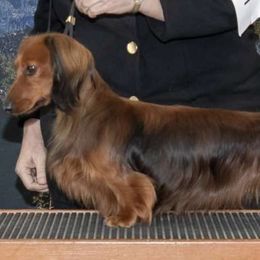 Teddy - Dachshund