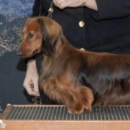 Teddy - Dachshund