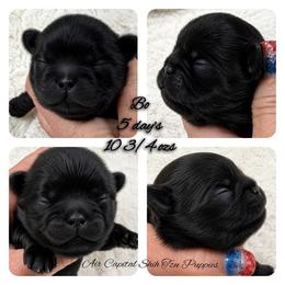 Bo - Black male Shih Tzu puppy in Maize, Kansas from Air Capital Shih Tzu Puppies