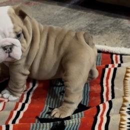 Hermit - Fawn and white male Bulldog puppy in Bradleyville, Missouri from HurstBulldogs
