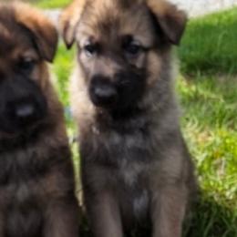German Shepherds from Slippery Slope Shepherds