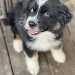 Australian Shepherd, Miniature American Shepherd, and Toy Australian Shepherd Puppies from Blue’s Family Aussies