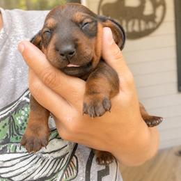 AKC red female - Red female Dachshund puppy in Indian Trail, North Carolina from Hilda’s Teenie Weenies