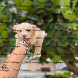 Pink collar - Wheaten female Miniature Schnauzer puppy in Santa Ana, California from The_K_Schnauzers