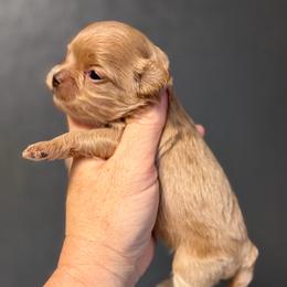 Stella - Cafe au lait female Maltipoo puppy in Newport Beach, California from Exotic City Pomeranians and chihuahuas
