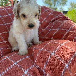 Gretel - Yellow and white female Bernedoodle puppy in Ogden, Utah from Stanger Farms