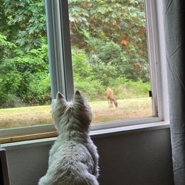 West Highland White Terrier puppies from Calapooia Westies