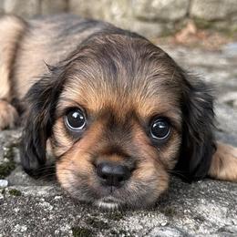 Birch - Sable male Poodle puppy in Hopkinton, Massachusetts from Rarity Royales