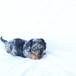 Luke - Dapple male Dachshund puppy in Fredericksburg, Ohio from William's Dachshunds