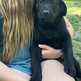 Boy 2 - Labrador Retriever puppy in California from KS Labradors