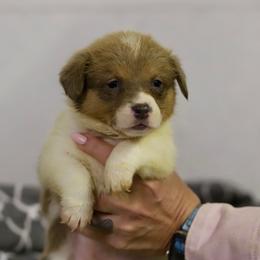 Girl 4 - Sable female Pembroke Welsh Corgi puppy in Ocala, Florida from Dolan Farms Corgis