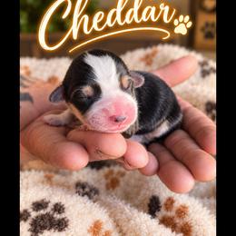 Cheddar - Black and tan male American Corgi puppy in Oak Harbor, Washington from Blackberry Hill Corgis