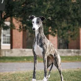 Nyx - Whippet