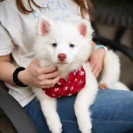 Atlas - White male Pomsky puppy in Lincoln, Nebraska from Blue Heaven Pomsky