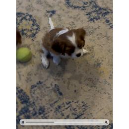 Pretty. Friendly - Blenheim female Cavalier King Charles Spaniel puppy in Hesperia, Michigan from Whiteriver Cavaliers