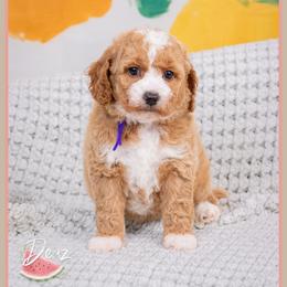 Coralyn - Red and white female Cockapoo puppy in Connersville, Indiana from Deaz Doodle Ranch