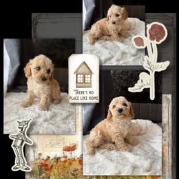 Poodle Puppies from Emerald City Poodles & Doodles