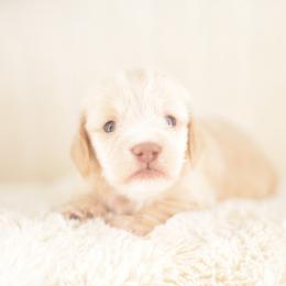 Giddy -- FULL AKC Cream LH - Cream female Dachshund puppy in Neosho, Missouri from A Walk In The Park