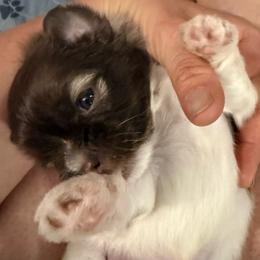 Lavender Shiranian - Fawn female Companion Cross puppy in Avoca, Michigan from Repurposed Paradise Farm