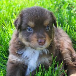 Australian Shepherd Puppies from Dream E River Ranch