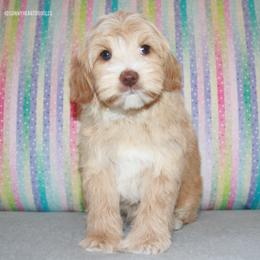 Grizzly - Caramel male Australian Labradoodle puppy in Hackettstown, New Jersey from Sunny Heart Doodles