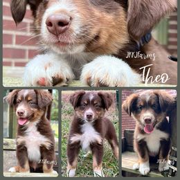 6 - Theo - Red tri-color male Miniature American Shepherd puppy in Huntington, Texas from JKKJ Farms