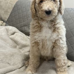 Goldendoodle Puppies from Southern Grace Acres