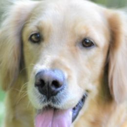 Goldendoodles and Golden Retrievers from Top of the Hill Goldens