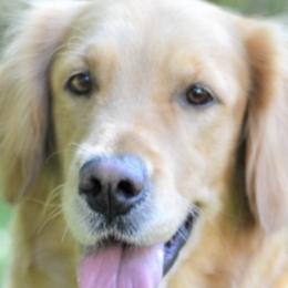 Goldendoodles and Golden Retrievers from Top of the Hill Goldens