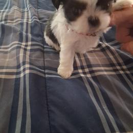 Mindy - Tricolor female Shih Tzu puppy in Lake Worth, Florida from Shih Tzu Cottage