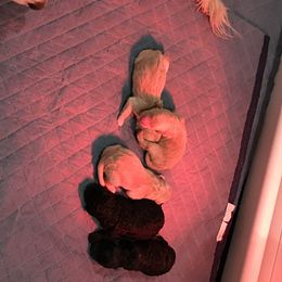 Goldendoodle Puppies from Knoxville Goldendoodles