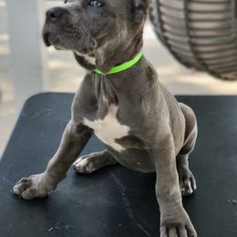 Cane Corso Puppies from Jolaw Kennel