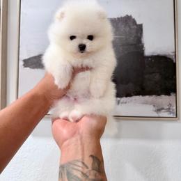 Mishu - White male Pomeranian puppy in Las Vegas, Nevada from Ice City Pomeranians