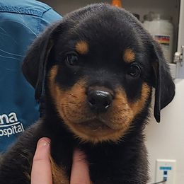 Rottweiler puppies from Guardian Angel Rottweiler