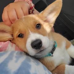 Pembroke Welsh Corgi Puppies from South Texas Blue Collar Corgis