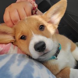 Pembroke Welsh Corgi Puppies from South Texas Blue Collar Corgis