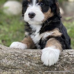 Bernedoodle Puppies from Beary Sweet Doodles