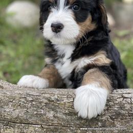 Bernedoodle Puppies from Beary Sweet Doodles