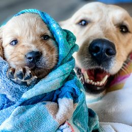 Golden Retriever Puppies from Ruff Life Goldens