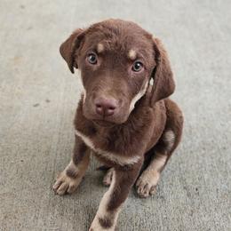 Cherry - Brown female Chesapeake Bay Retriever puppy in Soap Lake, Washington from Desert Oasis Kennels