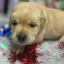 Girl 1 - Yellow female Labrador Retriever puppy in Cutler, Indiana from Woodstock Retrievers